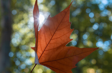 leaves in autumn backlit, reflecting the brown and ocher colors of the dried leaves
