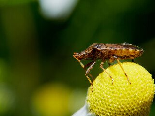 macro photo of a bug