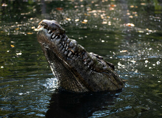 satisfied crocodile