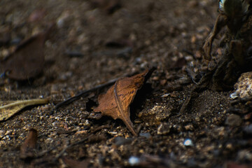 copper leaf