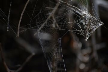 parachute spider web  © Yaniv