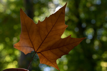 leaves in autumn backlit, reflecting the brown and ocher colors of the dried leaves