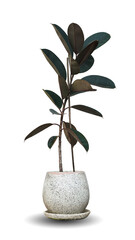 Fototapeta na wymiar Rubber Plant or India Rubber Fig in marble pot isolated on white background. This has clipping path.
