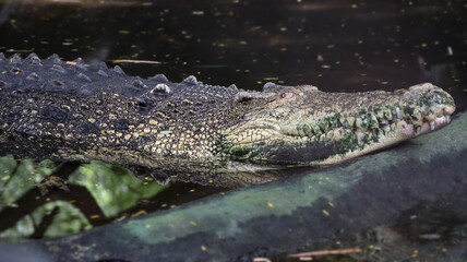 One of the crocodiles is lying on the ground