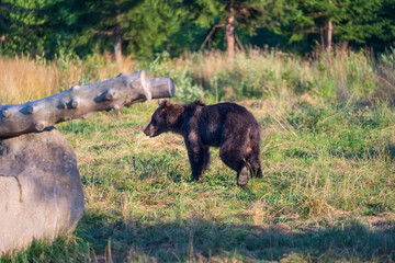 Wild brown bear in the nature, European bear population