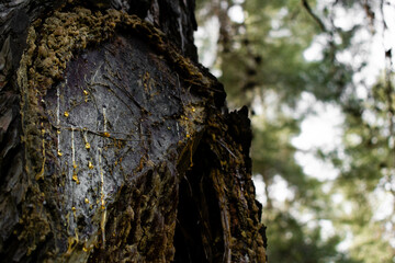 bleeding trunk