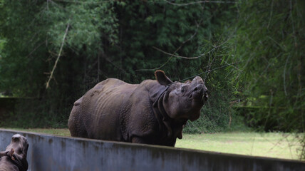 The rhinoceros stands behind the small wall