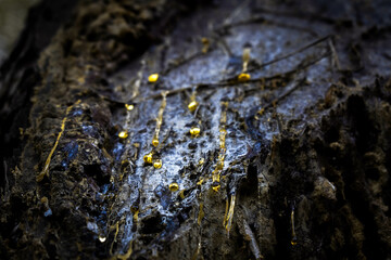 golden trunk resin
