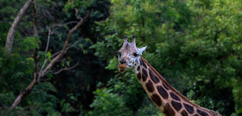 Against the backdrop of the giraffe lush natural environment