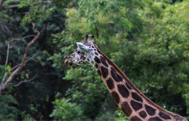 Against the backdrop of the giraffe lush natural environment