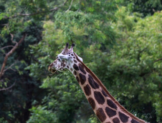 Against the backdrop of the giraffe lush natural environment