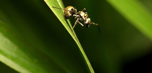 Back View of Ant (Polyrhachis Abdominalis) on The Leaves