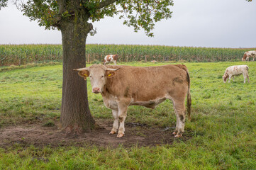 Kuh auf einer Wiese