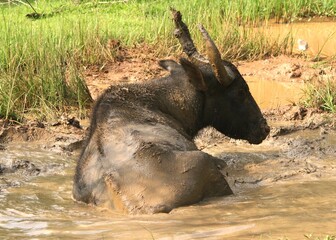 Back View of Buffalo in The Mud Water