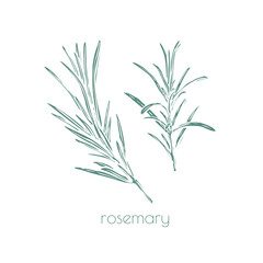 Rosemary drawn, great design for any purposes. Vintage engraving. Hand-drawn vector illustration. White background.