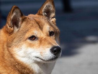 close up of a dog (shiba inu) from the side - copy space - selective focus