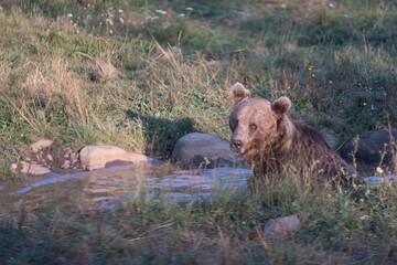 Wild brown bear in the nature, European bear population