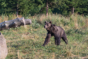 Fototapeta na wymiar Wild brown bear in the nature, European bear population