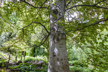 Trunk of Fagus sylvatica, European beech tree