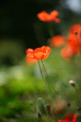 messicole coquelicot
