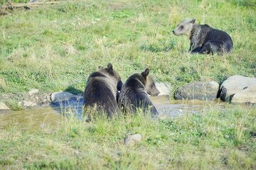Wild brown bear in the nature, European bear population
