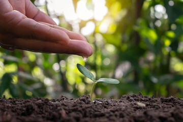 Tree growing on soil and farmer's hand caring for trees with watering plants, planting ideas....