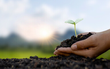 Plants on soil with human hands and blurry green nature background concept to conserve the environment and natural resources.
