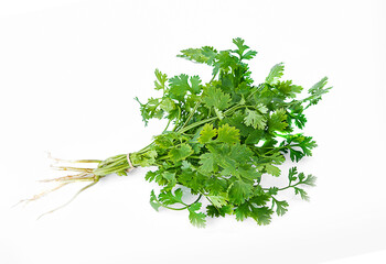 fresh coriander on white background,isolated