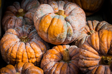 Kürbis, Hayato, Speisekürbis, Herbstgemüse, Gemüse, Cucurbita Moschata, Muskatkürbis, Rezepte, Ernte, Herbst, Schweiz