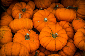 Kürbis, Jack be little, cucurbita pepo, Speisekürbis, Minikürbis, Gartenkürbis, Zierkürbis, Kürbisrezept, Kürbisernte, Herbstfest, Herbstmarkt, Herbst, Schweiz