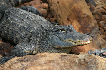 Closeup of a American alligator (Alligator mississippiensis) showing his teeth 
