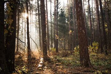 Obraz premium Landscape of deciduous forest on a foggy September morning. Sun rays through trees. Autumn season. Nature wallpaper