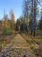autumn in the forest