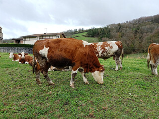 Fototapeta na wymiar Cow group feeding and resting on grass