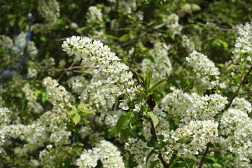 A lot of white flowers of bird cherry tree in April