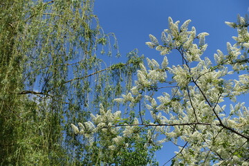 Blue sky and blossoming branches of bird cherry tree in April