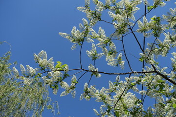 Clear blue sky and branches of blossomin g bird cherry tree in April