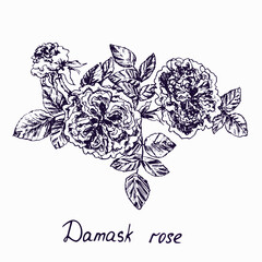 Damask rose, flower, leaves and buds, doodle ink drawing with inscription, vintage style woodcut