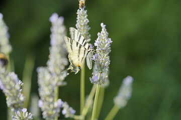 Butterfly on flowers, vibrant and colorful animal