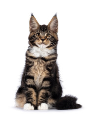 Maine Coon cat kitten on white