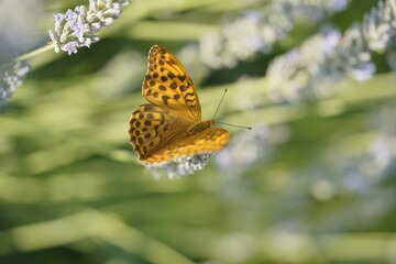 Butterfly on flowers, vibrant and colorful animal