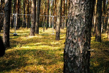 autumn in the woods