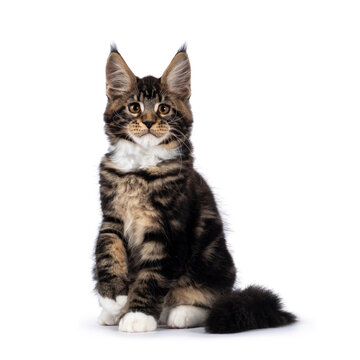 Cute black tabby Maine Coon cat kitten, sitting up facing front. Looking towards camera with one paw up. Isolated on a white background.