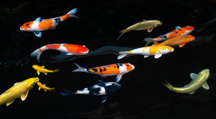 Koi fish colorful in a pond.