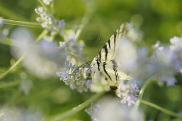 Butterfly on flowers, vibrant and colorful animal