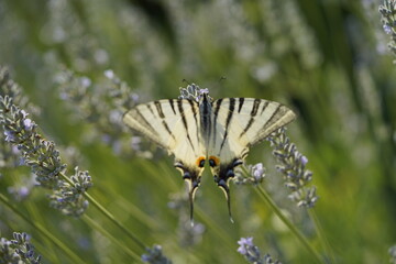 Butterfly on flowers, vibrant and colorful animal