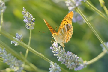 Butterfly on flowers, vibrant and colorful animal