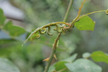 葉を食べる小さな幼虫