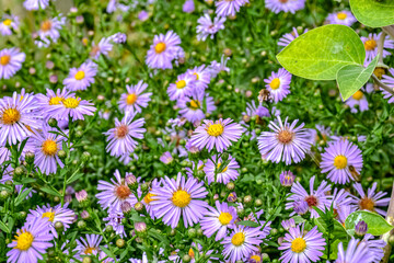 Fototapeta premium field of flowers