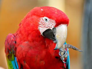 Portrait of macaw (Ara chloroptera or chloropterus) with fingers in the beak © Christian Musat